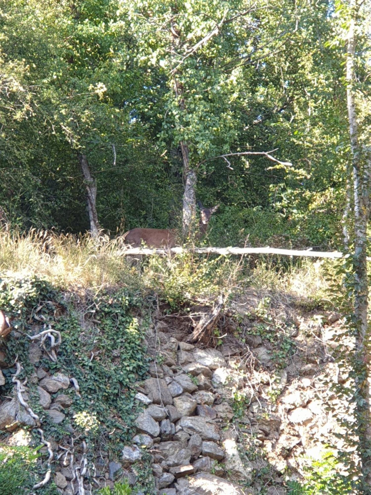 Le Chalet De Pyrene Et Hercule Arignac Cameră foto